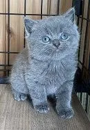 ID：2111-01854の子猫