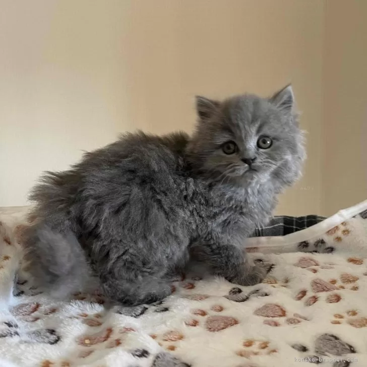 ID:2403-01997の子猫