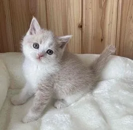 ID:2203-01564の子猫
