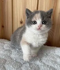 ID:2111-01871の子猫