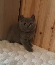 ID：2108-01397の子猫