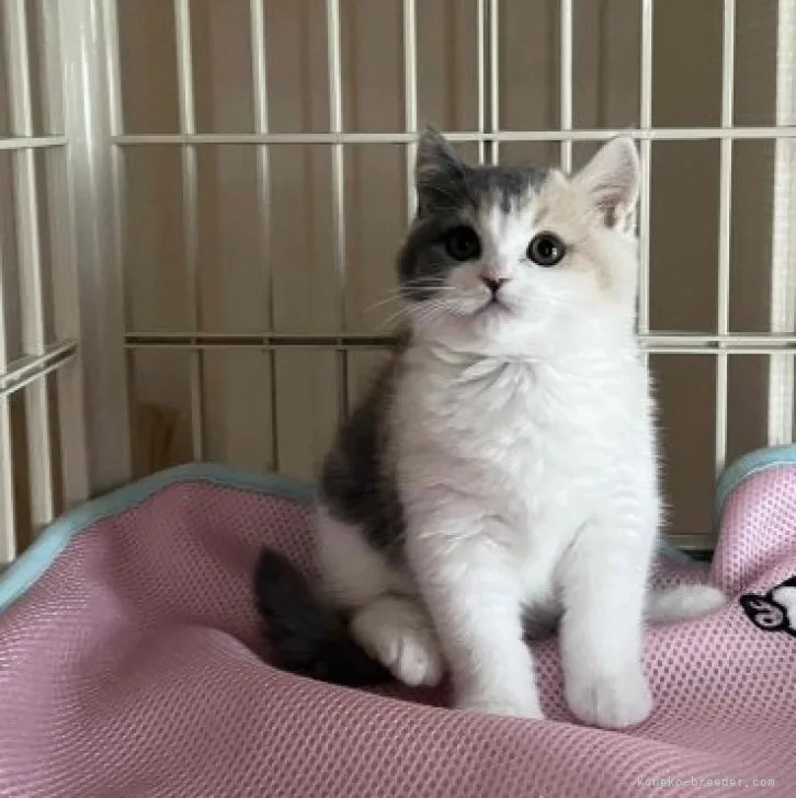 ID：2310-02778の子猫