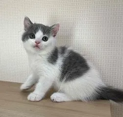 ID:2108-02166の子猫