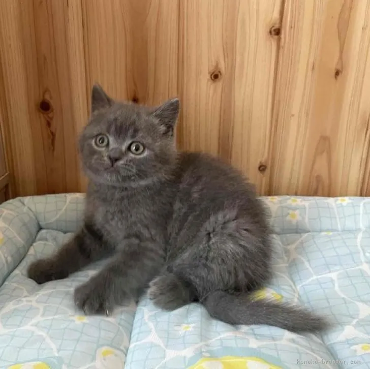 ID：2306-00979の子猫