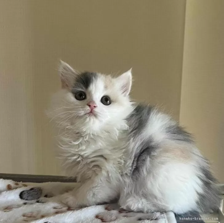 ID:2403-01518の子猫