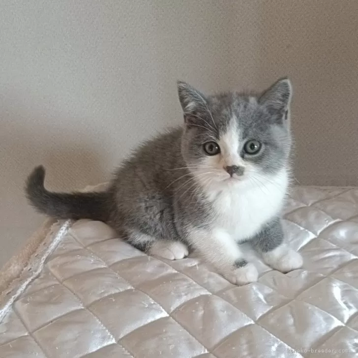 ID:2411-01711の子猫