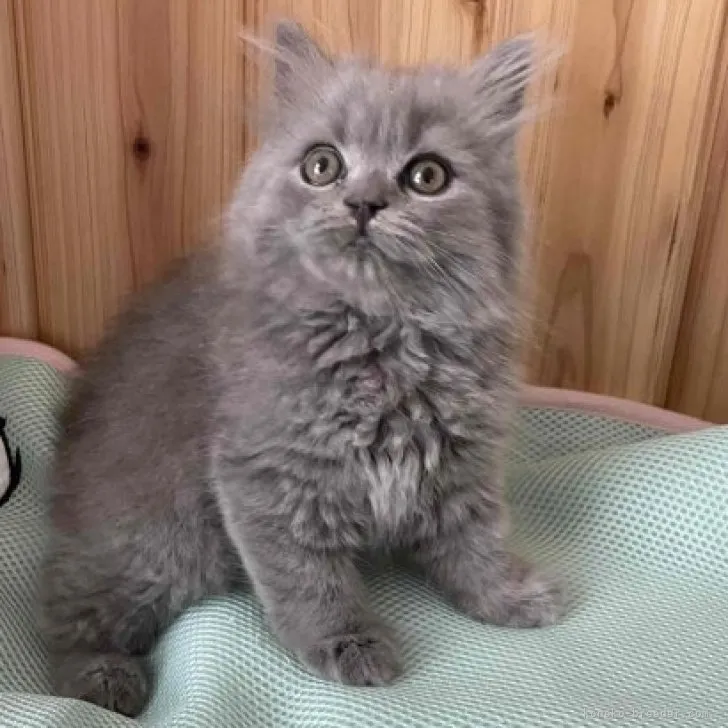 ID：2306-01383の子猫