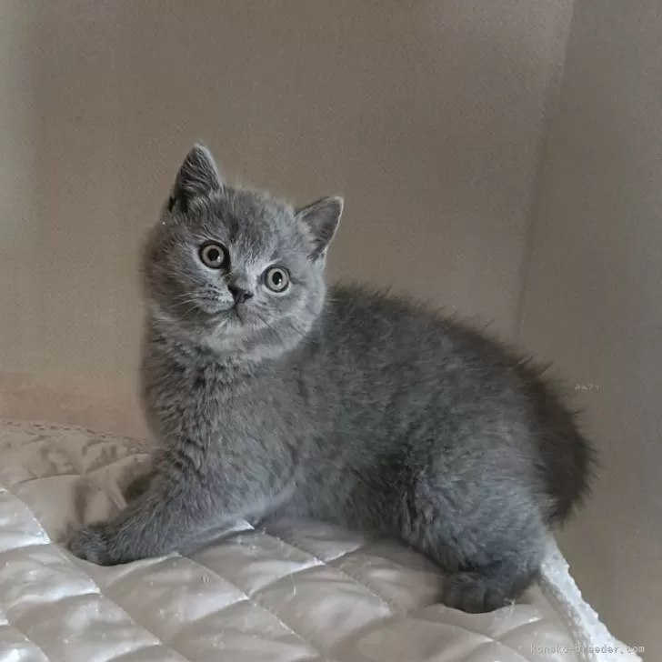 J.K 様のお迎えした子猫