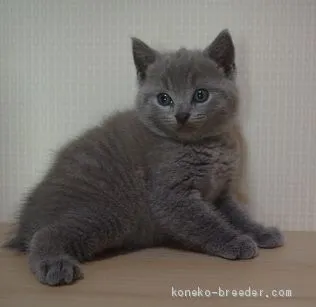 ID:2008-00991の子猫