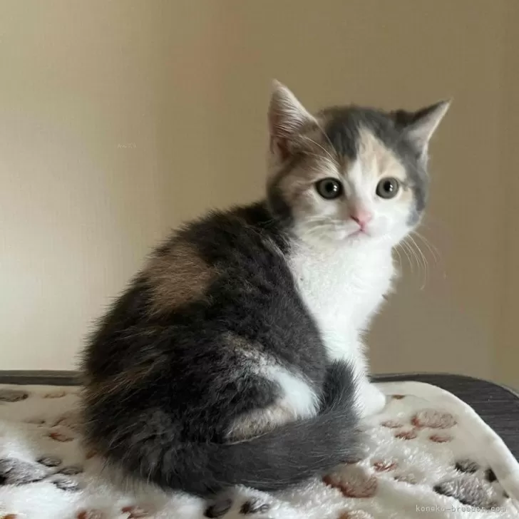 ID:2403-01514の子猫
