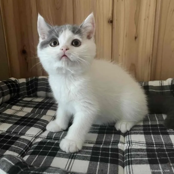 ID:2310-02777の子猫