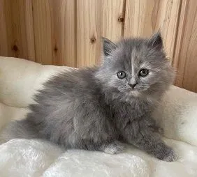 ID:2203-01693の子猫
