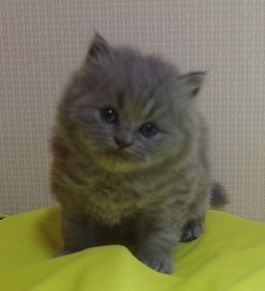 ブリティッシュショートヘア【岐阜県・男の子・2020年10月1日・ブルー】の写真「好奇心旺盛」