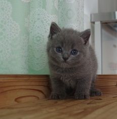 ブリティッシュショートヘア【岐阜県・男の子・2020年6月5日・ブルー】の写真「凛々しいお顔の子」