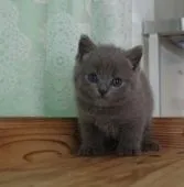 ブリティッシュショートヘア【岐阜県・男の子・2020年6月5日・ブルー】の写真1