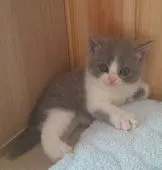 ブリティッシュショートヘア【岐阜県・女の子・2021年9月7日・ブルー&ホワイト】の写真2
