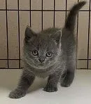 ブリティッシュショートヘア【岐阜県・男の子・2021年9月5日・ブルー】の写真3