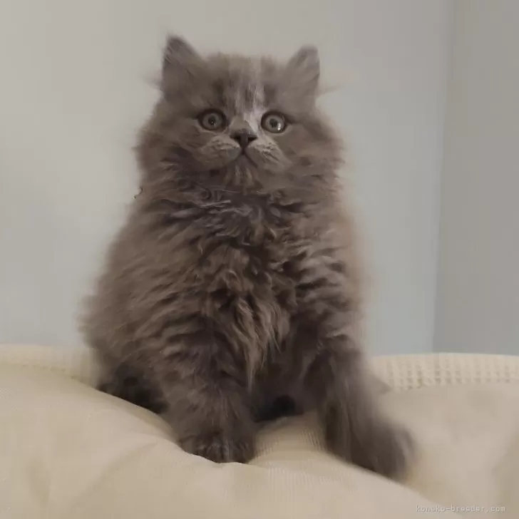 ID：2509-01597の子猫