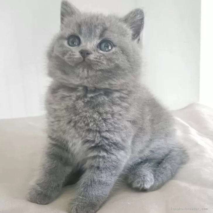 E.N 様のお迎えした子猫