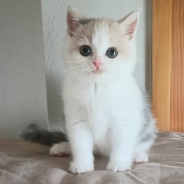 ブリティッシュショートヘア【岐阜県・女の子・2025年5月21日・ダイリュートキャリコ】の写真「甘えん坊」