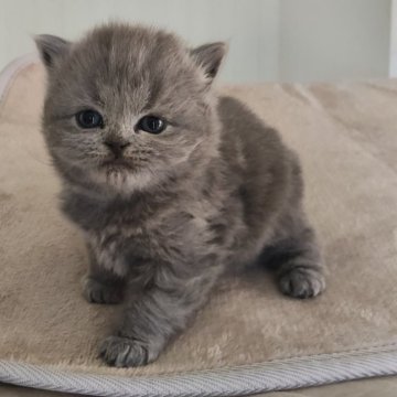 ブリティッシュショートヘア【岐阜県・男の子・2025年11月3日・ブルー（ロング）】の写真「フワフワ毛並み」