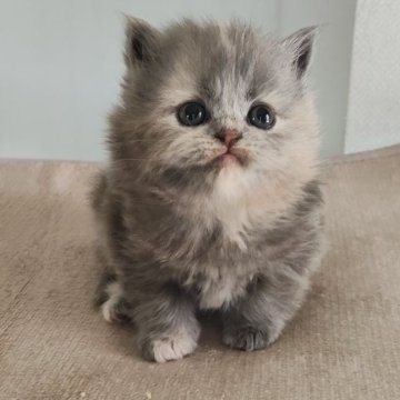 ブリティッシュショートヘア【岐阜県・女の子・2025年11月3日・ブルートーティ（ロング）】の写真「人懐こいです」