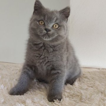 ブリティッシュショートヘア【岐阜県・男の子・2025年9月16日・ブルー】の写真「活発で好奇心旺盛」