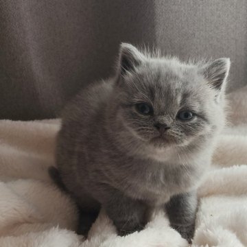 ブリティッシュショートヘア【岐阜県・男の子・2025年11月8日・ブルー】の写真「甘えん坊」