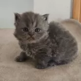 ブリティッシュショートヘア