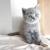 ブリティッシュショートヘア