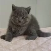 ブリティッシュショートヘア