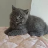ブリティッシュショートヘア