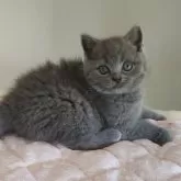 ブリティッシュショートヘア