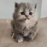 ブリティッシュショートヘア