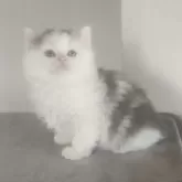 ブリティッシュショートヘア