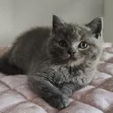 ブリティッシュショートヘア