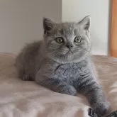 ブリティッシュショートヘア