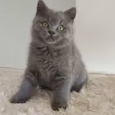 ブリティッシュショートヘア【岐阜県・男の子・2025年9月16日・ブルー】の写真1