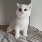 ブリティッシュショートヘア