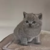 ブリティッシュショートヘア【岐阜県・男の子・2025年11月8日・ブルー】の写真2