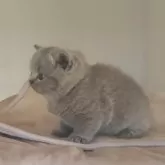 ブリティッシュショートヘア【岐阜県・男の子・2025年11月8日・ブルー】の写真4