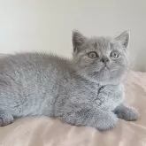 ブリティッシュショートヘア【岐阜県・女の子・2025年5月21日・ブルー】の写真4