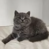 ブリティッシュショートヘア【岐阜県・男の子・2025年9月25日・ブルー】の写真5