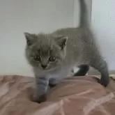 ブリティッシュショートヘア【岐阜県・女の子・2025年5月21日・ブルー】の写真6