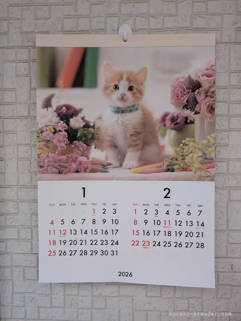 稲葉明子ブリーダーのブログ：4ヶ月連続我が子が🐱