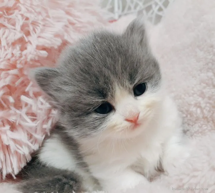 ID:2012-01505の子猫