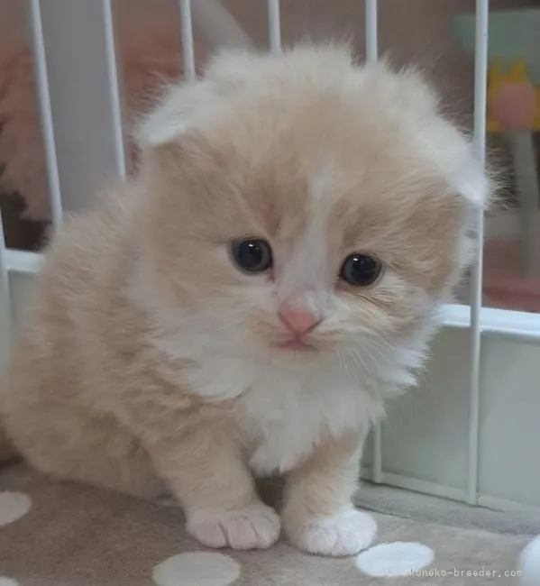 ID:2211-02261の子猫