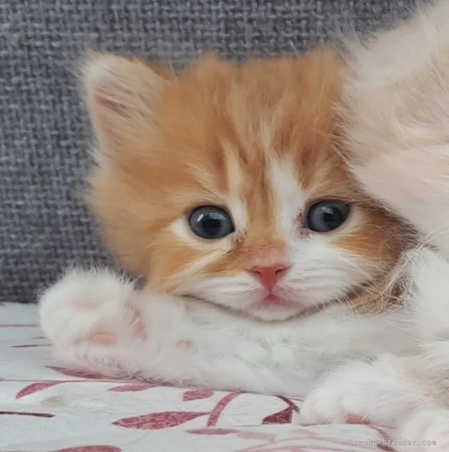 ID：2306-00270の子猫