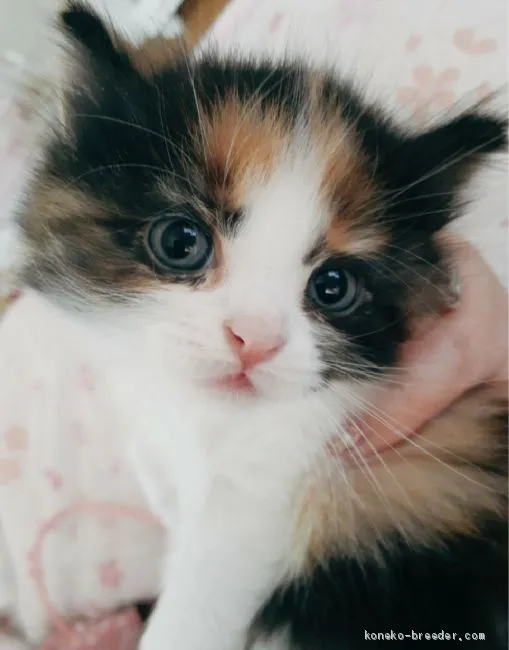 ID：2010-00614の子猫