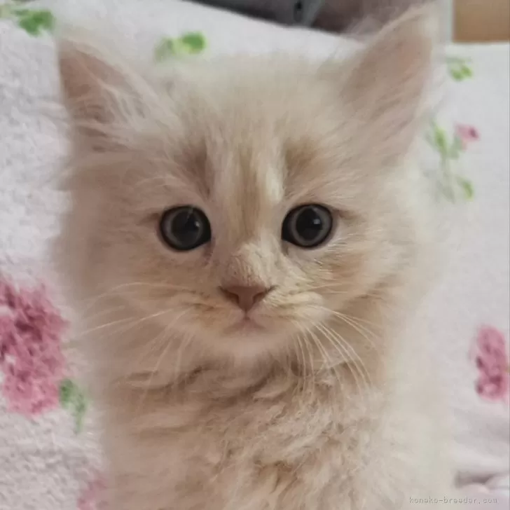 ID:2410-03107の子猫
